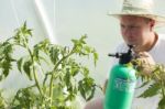 Man In Greenhouse Care About Tomato Plant Stock Photo