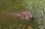 Hippopotamus Swimming In Water Stock Photo