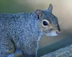 Beautiful Isolated Picture With A Cute Squirrel Stock Photo