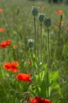 A Field Of Poppies In Kent Stock Photo