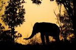 Asia Elephant In The Forest Stock Photo