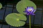 Lotus Flower (nelumbo Nucifera) Stock Photo