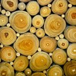 Woodpile Stock Photo