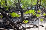 Mangrove Forest Stock Photo