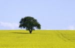 Isolated Tree In Rapeseed Field Stock Photo