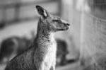 Kangaroo Outside During The Day Stock Photo