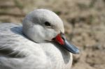 Silver Bahama Pintail Stock Photo