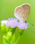 Close Up Small Brown Butterfly ( Tiny Grass Blue ) Stock Photo