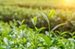 Green Tea Bud And Leaves. Green Tea Plantations And Sunny In Morning Stock Photo