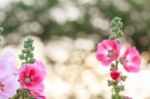 Hollyhock Flower Stock Photo