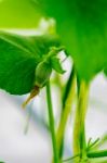 After Flowering Is Developing A Small Stock Photo