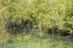 Mangrove Forests In Krabi ,thailand Stock Photo