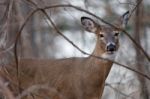 Photo Of The Deer Looking At You Stock Photo