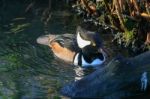 Hooded Merganser Stock Photo