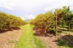 Orange Orchard In Thailand Stock Photo