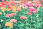 Colorful Flowers For Background Stock Photo