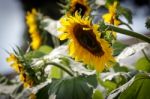 Sunflower (helianthus Annuus) Stock Photo