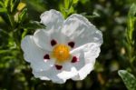 Cistus Lucitanica Decumbens Stock Photo