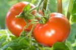 Ripe Tomatoes Growing Closeup Stock Photo