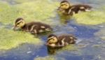 The Background With The Three Cute Young Ducks Stock Photo