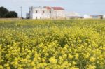 Rapaseed (brassica Napus) Flower Stock Photo