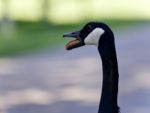 Picture With An Emotional Canada Goose Screaming Stock Photo