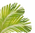 Palm Leaf Isolated On White Background Stock Photo