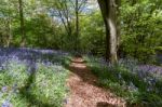 Bluebells In Staffhurst Woods Near Oxted Surrey Stock Photo