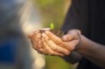 Hands Holding Seedleng Stock Photo