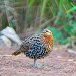 Male Mountain Bamboo Partridge Stock Photo