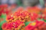 Orange Gerbera With Beauty Stock Photo