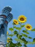 Standing On Sky Of Sunflowers Stock Photo