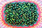 A Lot Of Jewel Beetle Or Metallic Wood-boring (buprestid) Is Vil Stock Photo