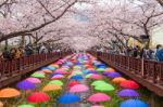 Jinhae,korea - April 4 : Jinhae Gunhangje Festival Is The Largest Cherry Blossom Festival In Korea.tourists Taking Photos Of The Beautiful Scenery Around Jinhae,korea On April 4,2015 Stock Photo