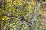 Western Wood-pewee (contopus Sordidulus) Stock Photo