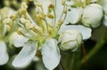 Blossoming Mountain Ash Stock Photo