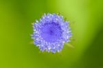 Macro On Top Of Small Flower Stock Photo