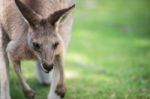 Kangaroo Outside Stock Photo