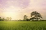 Rice Field With Sunset Stock Photo