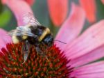 Bee On An Echinacea Stock Photo