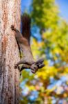 Squirrel Stock Photo