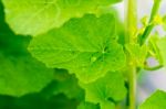 Yong Melon Seeding Damage By Insect Stock Photo