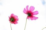 Colorful Cosmos Flower Blooming In The Field Stock Photo