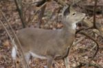 Photo With A Beautiful Deer Stock Photo