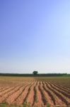 Cassava Field Stock Photo