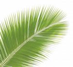 Coconut Leaf Isolated On White Background Stock Photo