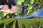 Grape Harvest Stock Photo