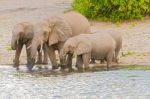 Elephants At The Bank Of Chobe River In Botswana Stock Photo