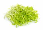 Pea Sprouts On White Background Stock Photo