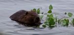 Beautiful Isolated Image Of A Beaver Eating Leaves In The Lake Stock Photo